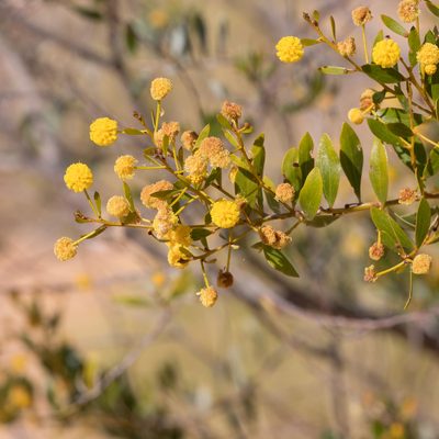 Acacia melleodora, photographed by Kym Nicolson