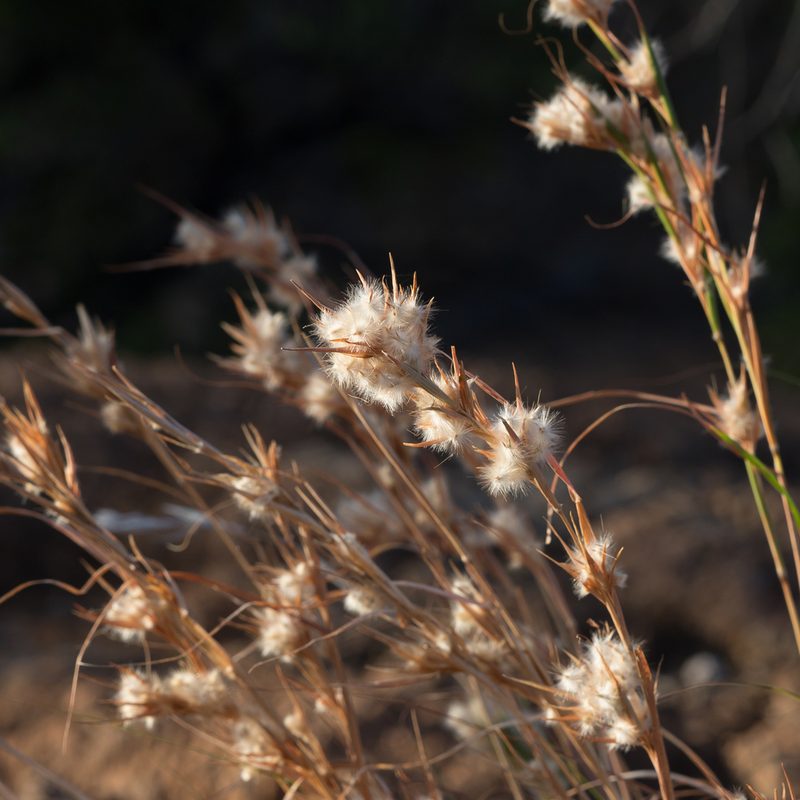 Cymbopogon obtectus, photographed by Kym Nicolson