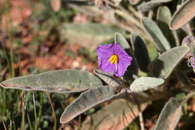 Solanum lithophilum, photographed by Kym Nicolson