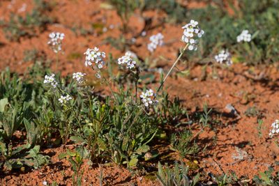 Harmsiodoxa blennodioides, photographed by Kym Nicolson