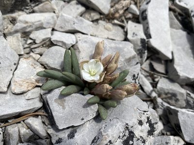 Lewisia maguirei, photographed by Matt Berger