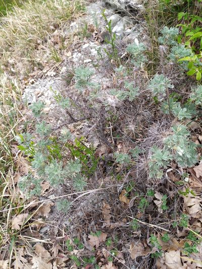 Astragalus arnacanthoides, photographed by Сергей Крыленко