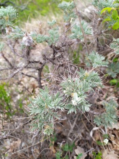 Astragalus arnacanthoides, photographed by Сергей Крыленко