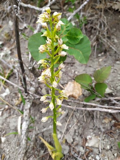 Orchis punctulata, photographed by Сергей Крыленко