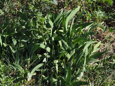 Iris variegata, photographed by carnifex