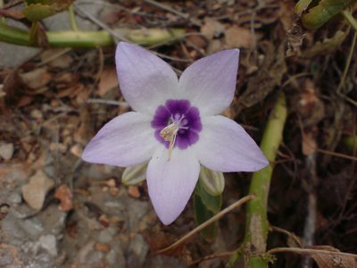 Campanula versicolor, photographed by George Papademetriou