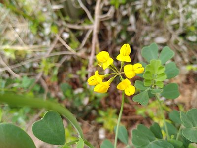 Coronilla valentina, photographed by Yves Bas