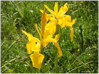 Iris juncea, photographed by Aissa Djamel Filali