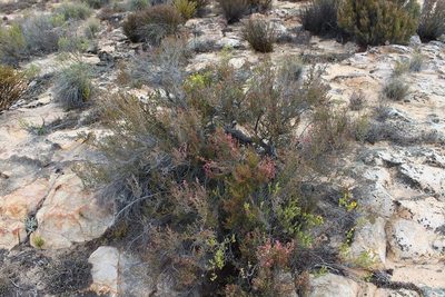Erica macrotrema, photographed by Brian du Preez