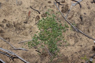 Leobordea esterhuyseniana, photographed by Brian du Preez