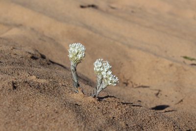Dischisma tomentosum, photographed by Brian du Preez