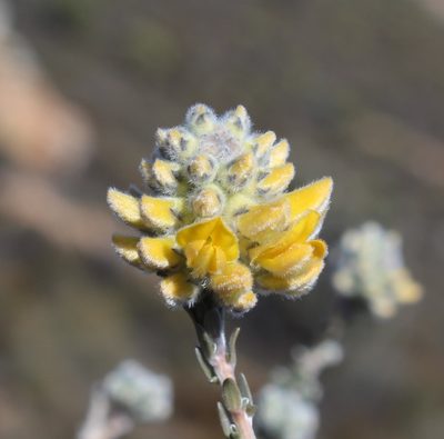 Aspalathus altissima, photographed by Brian du Preez