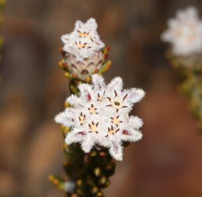 Phylica levynsiae, photographed by Brian du Preez