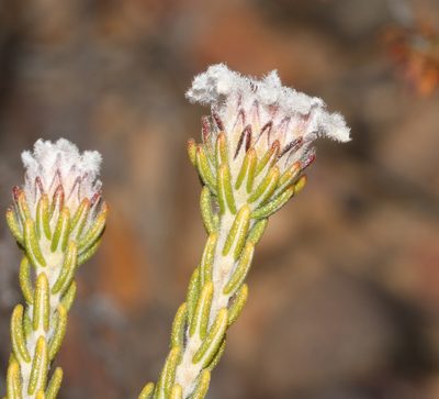 Phylica levynsiae, photographed by Brian du Preez