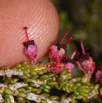 Erica macrotrema, photographed by Brian du Preez