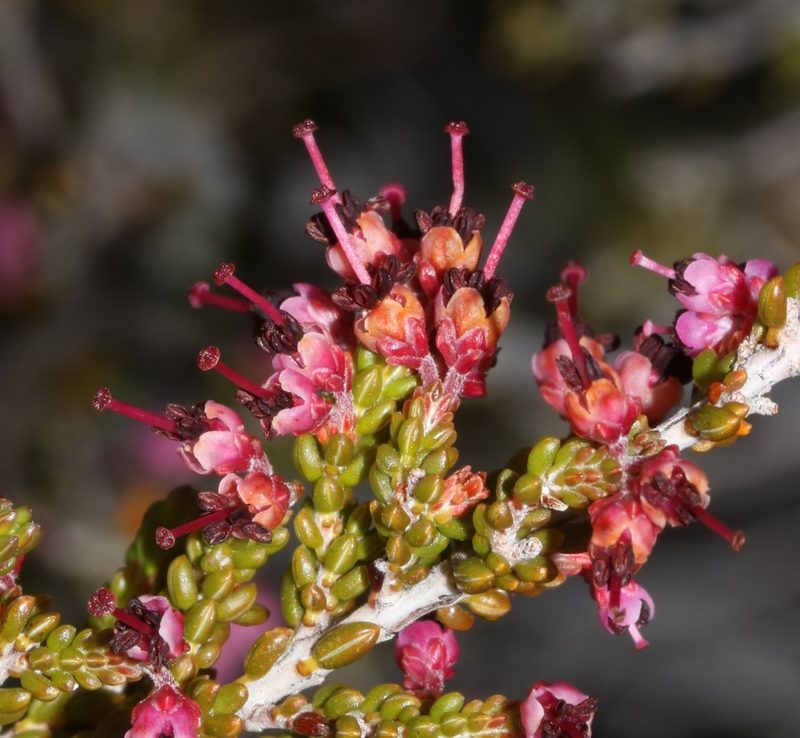 Erica macrotrema, photographed by Brian du Preez