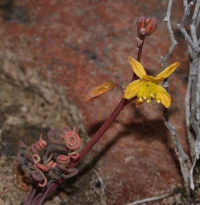 Bulbine torta, photographed by Brian du Preez