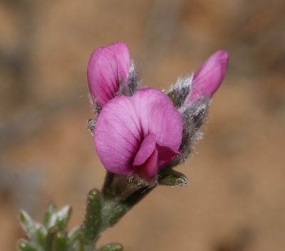 Amphithalea villosa, photographed by Brian du Preez