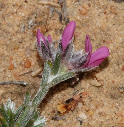 Amphithalea villosa, photographed by Brian du Preez