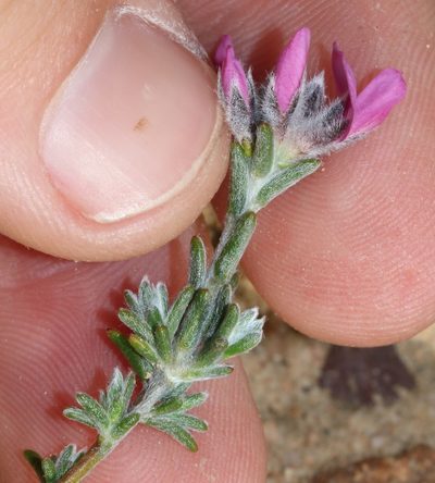 Amphithalea villosa, photographed by Brian du Preez