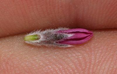 Amphithalea villosa, photographed by Brian du Preez