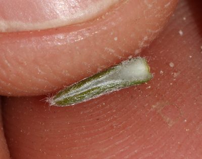 Amphithalea villosa, photographed by Brian du Preez