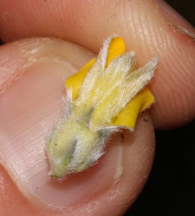 Aspalathus altissima, photographed by Brian du Preez