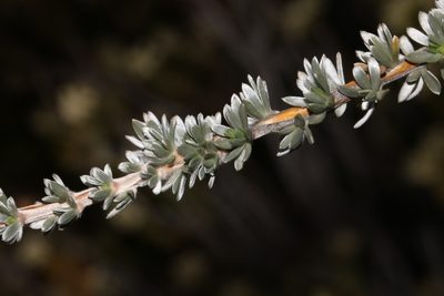 Aspalathus altissima, photographed by Brian du Preez