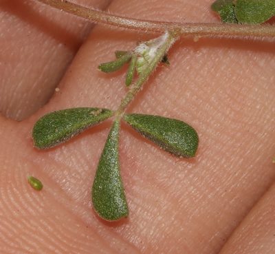 Leobordea esterhuyseniana, photographed by Brian du Preez