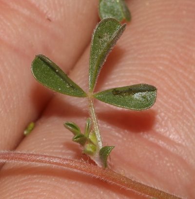 Leobordea esterhuyseniana, photographed by Brian du Preez