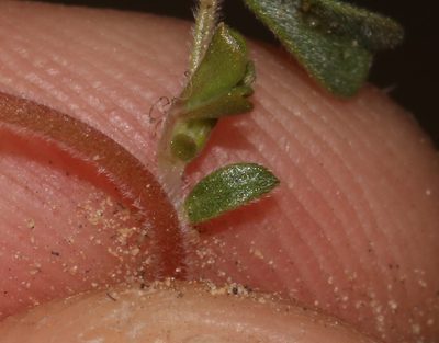 Leobordea esterhuyseniana, photographed by Brian du Preez