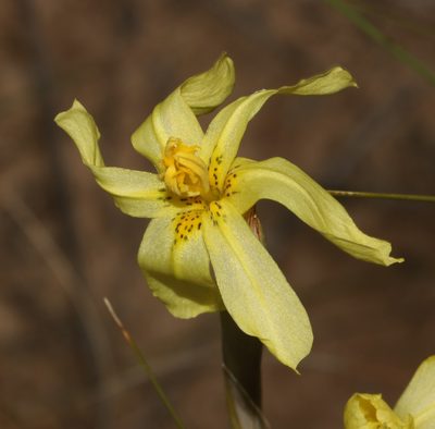 Moraea cookii, photographed by Brian du Preez