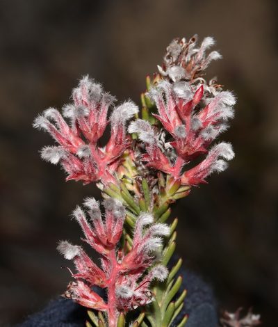 Spatalla caudata, photographed by Brian du Preez