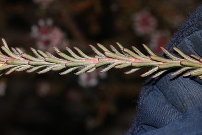 Spatalla caudata, photographed by Brian du Preez