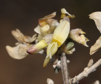 Wiborgia sericea, photographed by Brian du Preez