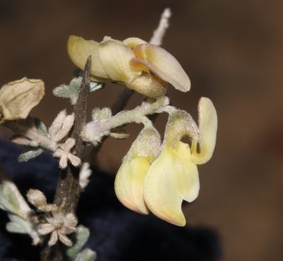 Wiborgia sericea, photographed by Brian du Preez