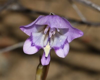 Gladiolus inflatus, photographed by Brian du Preez