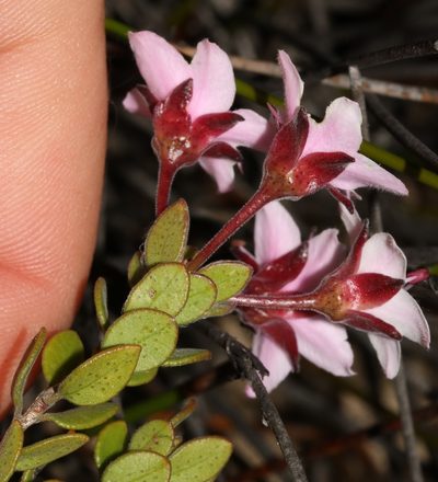 Agathosma adenandriflora, photographed by Brian du Preez