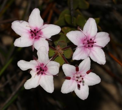 Agathosma adenandriflora, photographed by Brian du Preez