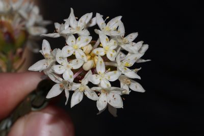 Lachnaea naviculifolia, photographed by Brian du Preez