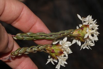 Lachnaea naviculifolia, photographed by Brian du Preez