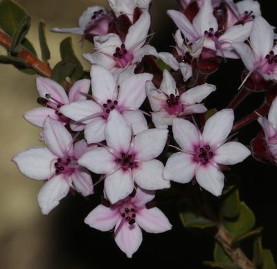 Agathosma adenandriflora, photographed by Brian du Preez