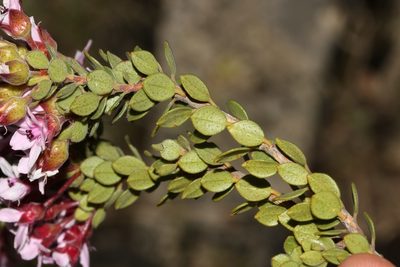 Agathosma adenandriflora, photographed by Brian du Preez