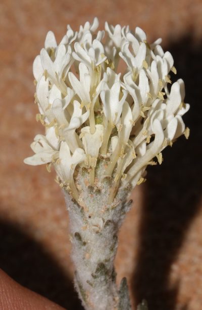 Dischisma tomentosum, photographed by Brian du Preez
