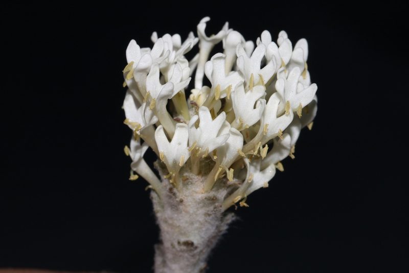 Dischisma tomentosum, photographed by Brian du Preez