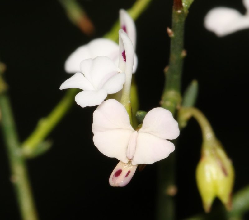 Muraltia horrida, photographed by Brian du Preez