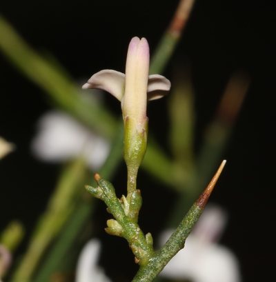Muraltia horrida, photographed by Brian du Preez