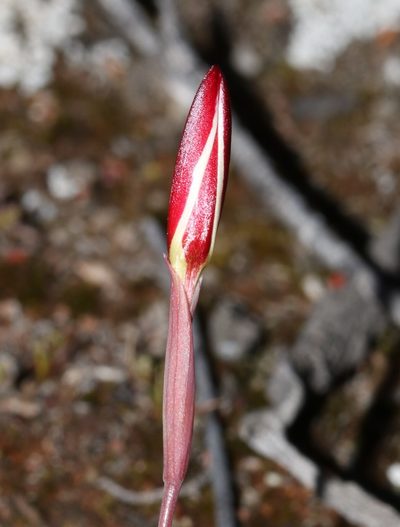 Hesperantha lithicola, photographed by Brian du Preez
