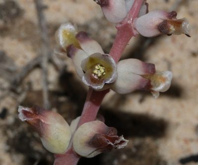 Lachenalia membranacea, photographed by Brian du Preez
