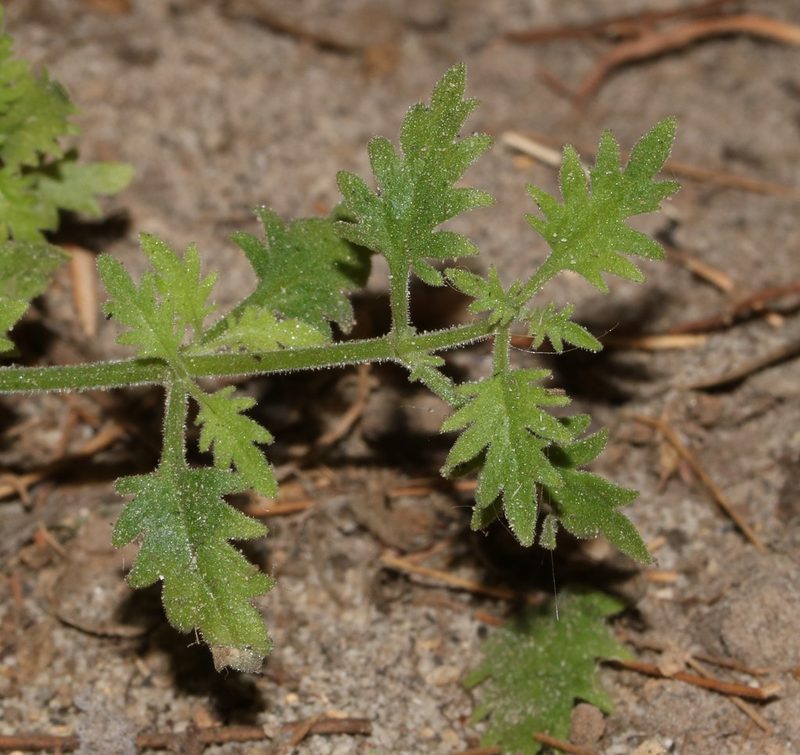 Trieenea occulta, photographed by Brian du Preez